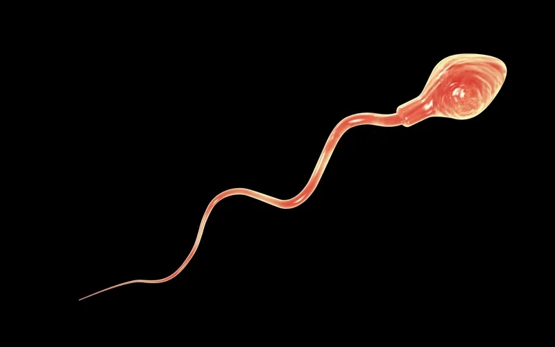 Kính hiển vi quan sát tinh trùng