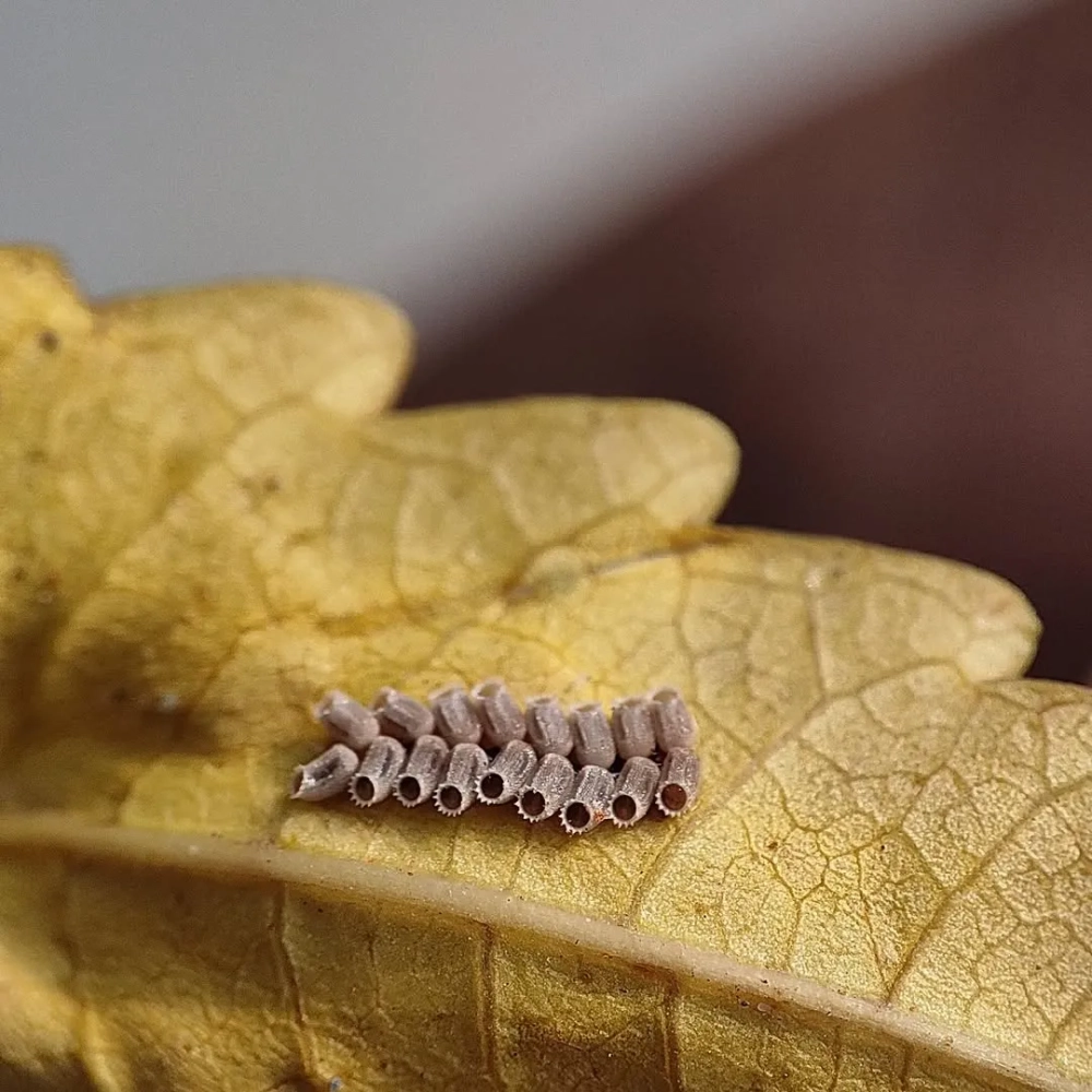 Trứng bọ cánh cứng ẩn mình dưới lớp vỏ cây mục