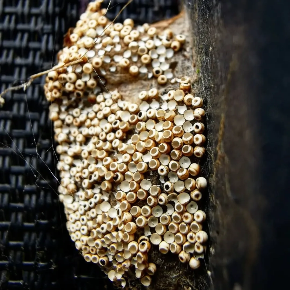 Nhóm trứng chuồn chuồn được đẻ trực tiếp vào thân cây thủy sinh