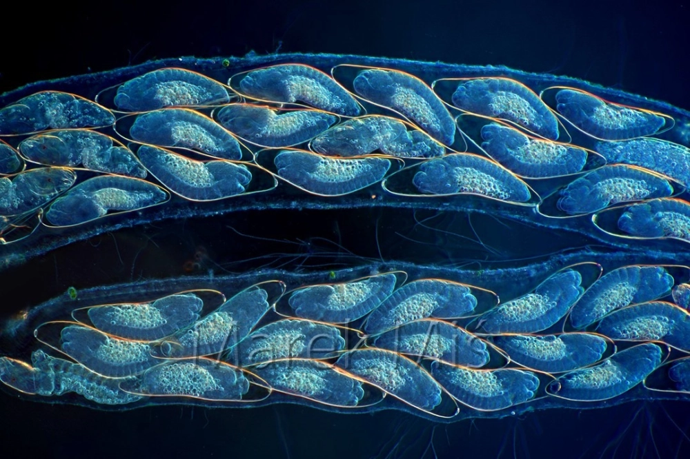 Cận cảnh trứng côn trùng soi kính hiển vi với các chi tiết hình học phức tạp