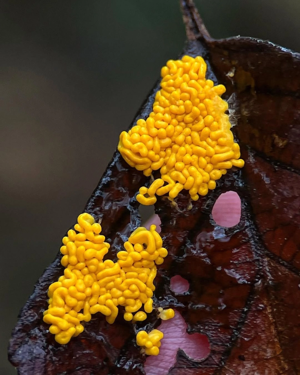 Cấu trúc vỏ trứng bướm phượng dưới độ phóng đại lớn