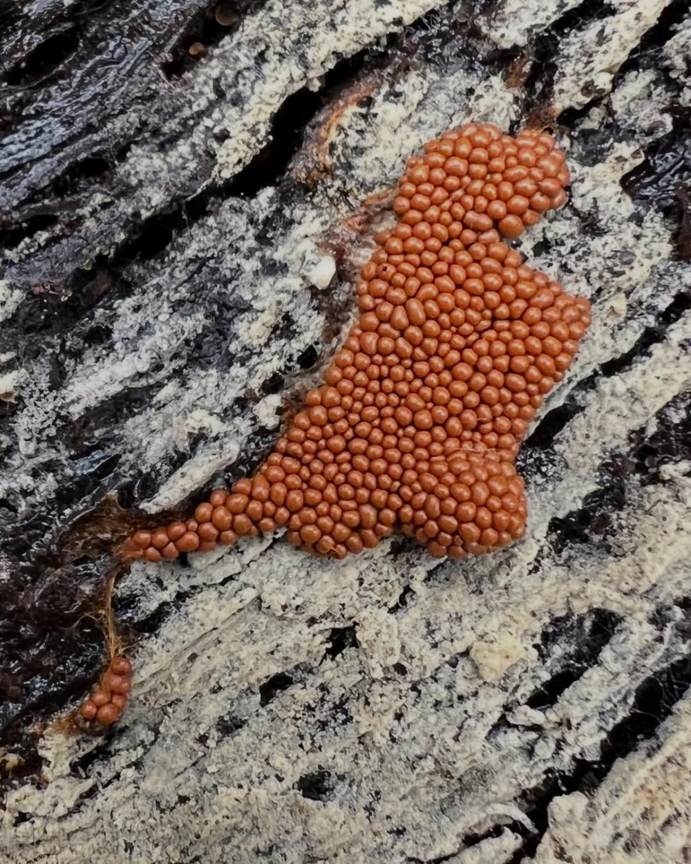 Trứng côn trùng lạ với màu sắc neon phát sáng trong đêm