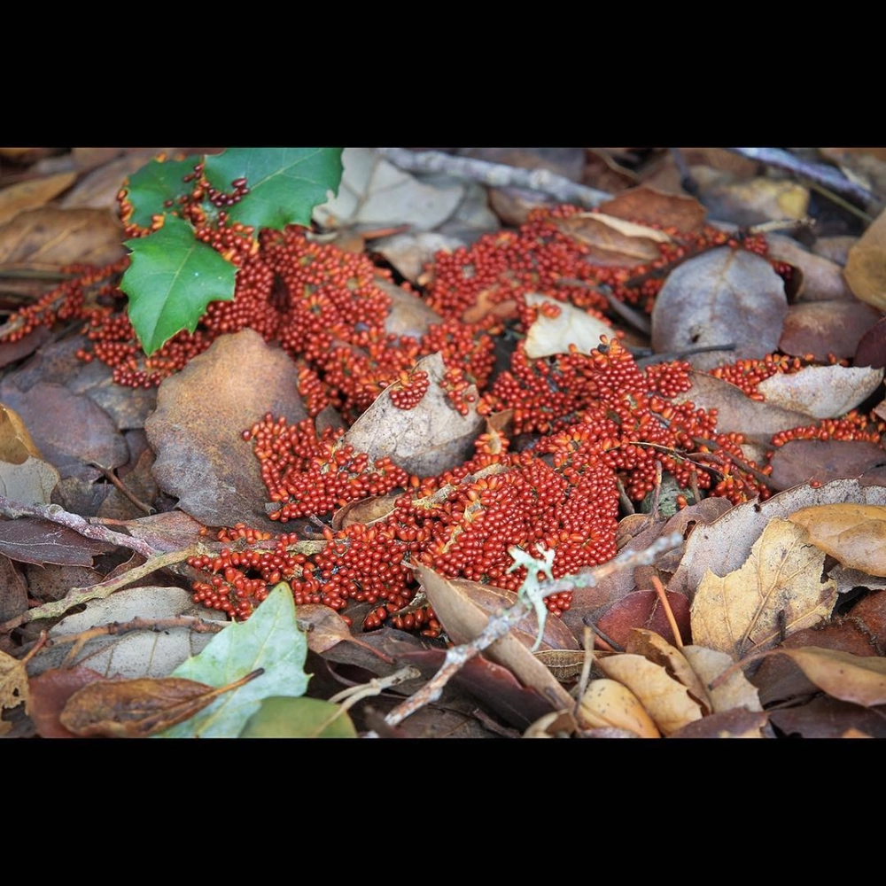 Kỹ thuật soi kính hiển vi điện tử quét trứng côn trùng tạo ra hình ảnh 3D