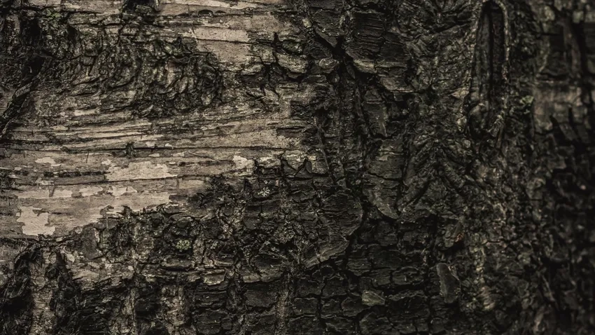 Kết cấu gỗ macro mang đến trải nghiệm trực quan tuyệt vời