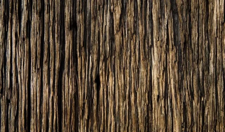 Ảnh gỗ cạn cảnh hiển thị họa tiết và texture sống động