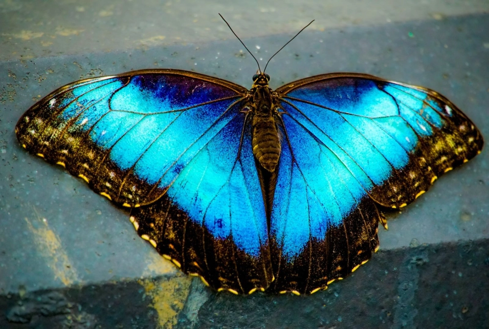 Hình nền cánh bướm 4k với độ phân giải siêu cao cho máy tính