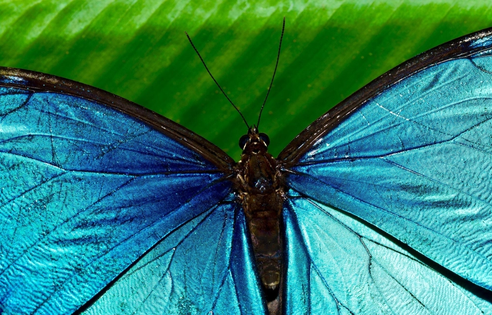 Vẻ đẹp siêu thực của vảy cánh bướm lấp lánh dưới ánh nắng mặt trờiVẻ đẹp siêu thực của vảy cánh bướm lấp lánh dưới ánh nắng mặt trời