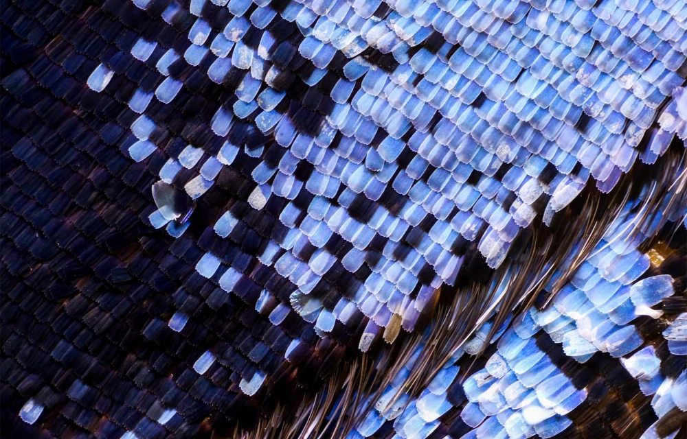 Sự tương phản màu sắc trên cánh bướm khi ánh sáng chiếu vào